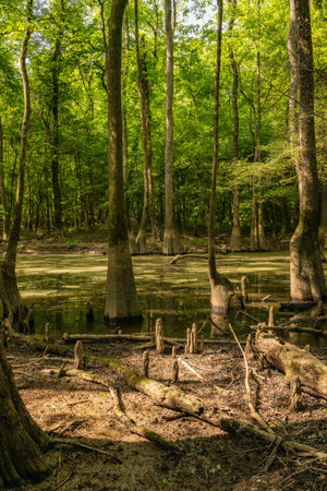 Cypress Knees Stand in The Mud With Low Water In Cedar Creek Of Congaree National Parkの写真素材