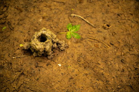 Fresh Mud Pile Leads Into Small Animal Tunnel along trail in Congaree National Parkの写真素材