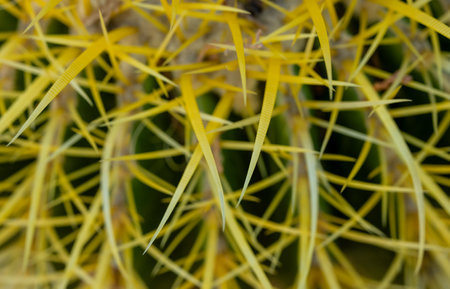 Tips Of Bright Yellow Barrel Cactus Spines in Saguaro National Park