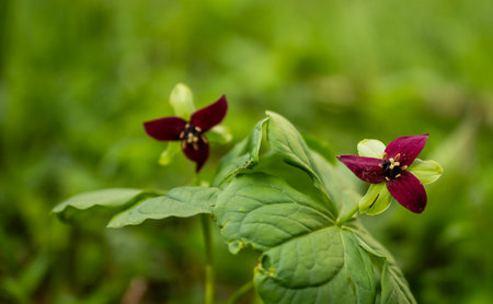 Red Trillium Blossoms Open in Spring in Great Smoky Mountains National Parkの写真素材