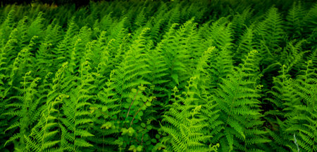 Sea of Ferns Bend in Gentle Breeze in Shenandoah Forestの写真素材