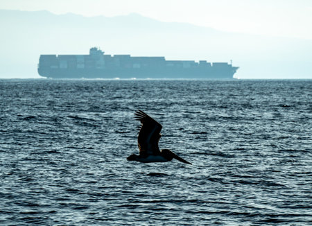 Silhouette Of Brown Pelican Flys Over Pacific Ocean With Cargo Ship On The Horizon in Santa Barbara Channelの写真素材