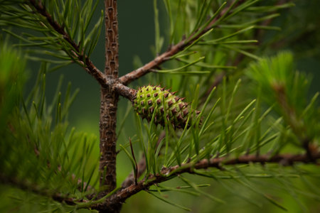 Spiked Pine Cone Grows On Dark Green Tree in New River Gorge National Park
