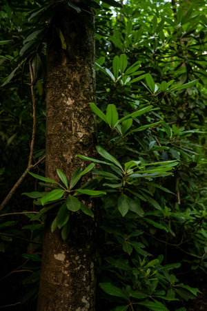 Rhododendron Leaves Hug Lichen Covered Tree Trunk in New River Gorge National Parkの写真素材