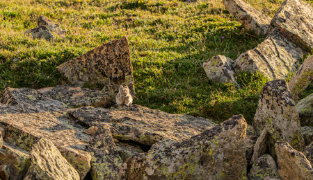 Pika Pops Up From Below A Large Rock On The Edge Of Green Grass in Rocky Mountain National Parkの写真素材