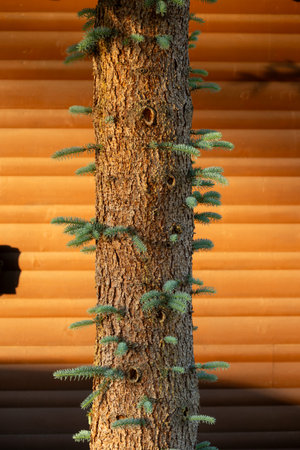 Multiple Tiny Branches Grow From Tree Trunk in front of cabinの写真素材