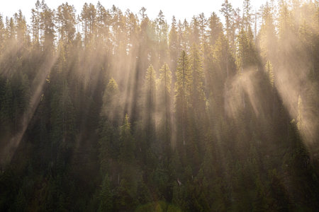 Light Casts Through Fog and Tall Pines Along on Summer Morningの写真素材
