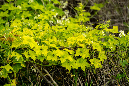 Flowering Vine Grows Among The Bright Green Leaves