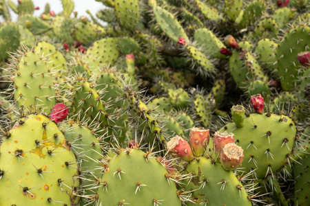 Bright Tips of Prickly Pear Flowers in Channel Islands National Parkの写真素材