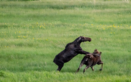 Moose Fight with dominant moose landed on the other's backの写真素材