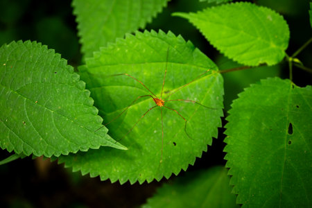 Small Daddy Long Legs Spider Crosses Leaf in New River Gorge National Park