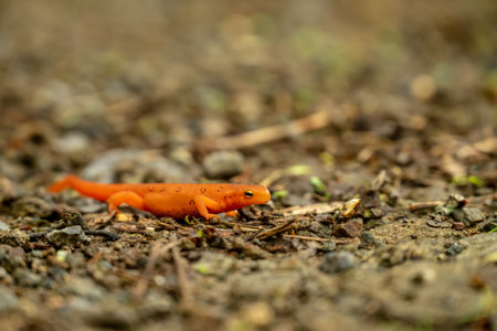 Red Spotted Newt Pauses on Dirt Trail in Shenandoah National Parkの写真素材