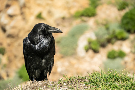 Side Profile of Raven Looking Right with copy spaceの写真素材