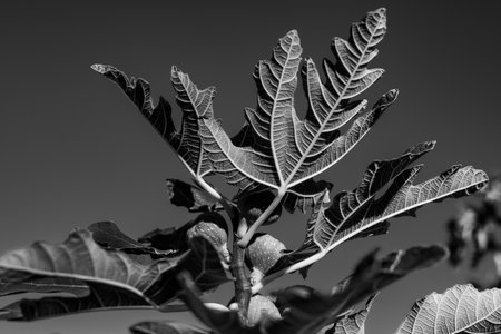 Black And White Of Fig Leaves and Fruit in garden