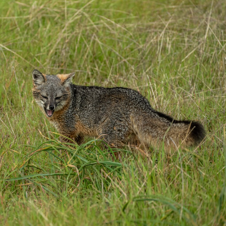Channel Islands Fox Closes Eyes While Chewing Snack in Channel Islands National Park