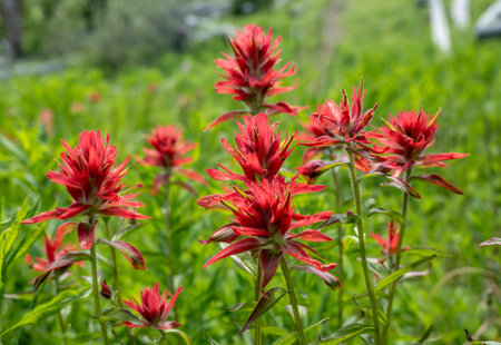 Group of Bright Red Indian Paintbrush Blooms in Yellowstone National Parkの写真素材