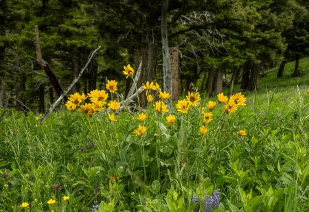 Group of Small Sunflowers Grows In Open Meadow Of Yellowstoneの写真素材
