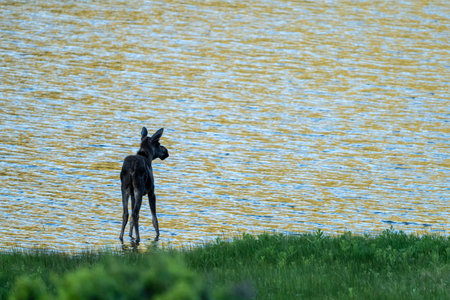 Moose Calf at Edge of Sheep Lakes in Rocky Mountain National Park
