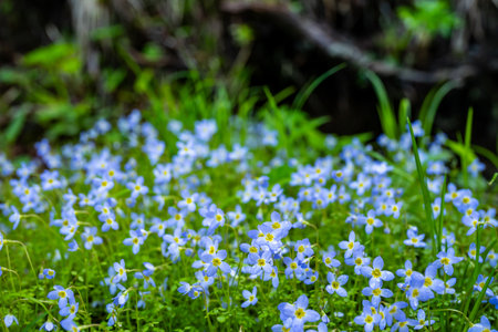 Bluet Flowers Cover Forest Floor in the Smokies in Spring