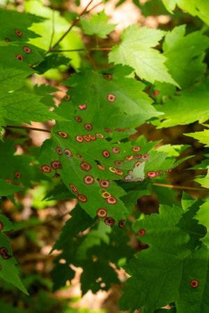 Maple Eyespot Gall Midge Covers Bright Green Leaves In Summer