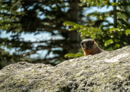 Marmot Peeks Over The Edge Of Large Rock in Rocky Mountain National Parkの写真素材