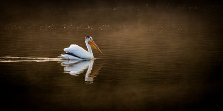 Pelican Paddles Through The Faint Ripples Of The Snake River In Grand Tetonの写真素材