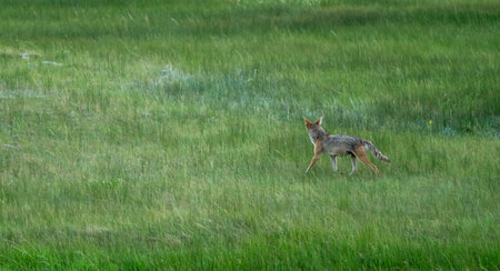 Single Coyote Passes Through Green Meadow Rocky Mountain National Park