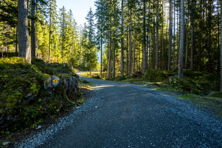 Wide Hiking Trail Through A Green Forest In The Swiss Alps