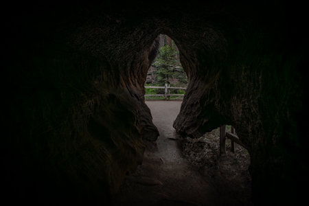 Walk in Tunnel of Sequoia Tree in Kings Canyon National Park  in the Grant Groveの写真素材