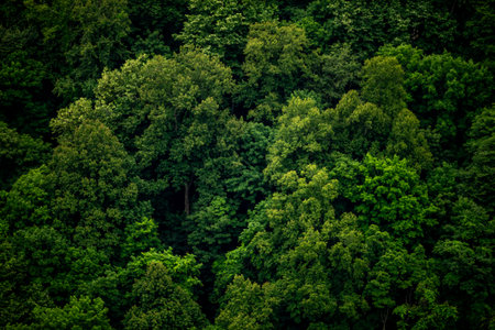 Bright Greens and Deep Shadows Contrast Each Other On Hill Side In New River Gorge National Park