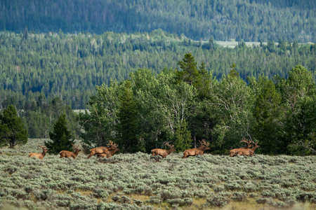 Elk Herd Moves Through Sagebrush in Foothills of the Teton Range in Summerの写真素材