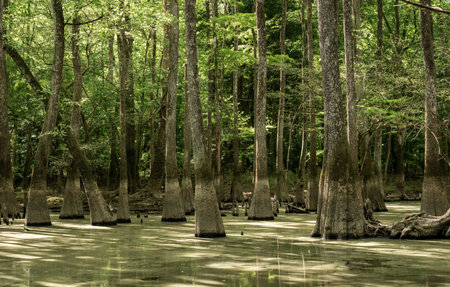 Green Film Across Flooded Water in Cypress Forest of Congaree National Parkの写真素材