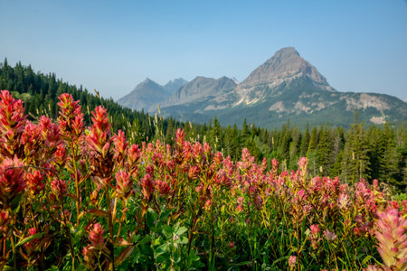 Low Angle View Of Blooming Paintbrush And Cosley Ridge in Glacier National Parkの写真素材