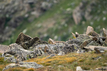 Jagged Lichen Covered Rocks Jut Out From The Grassy Tundra Of Rocky Mountain National Parkの写真素材
