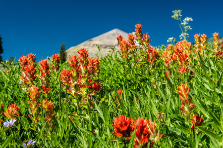 Low Angle Of Blooming Paintbrush Blooms Under A Bright Blue Sky along Moose Basin Divide in Grand...