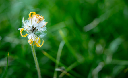 Ragwort Bloom Begins To Go To Seed Against Green Background in Grand Teton National Park