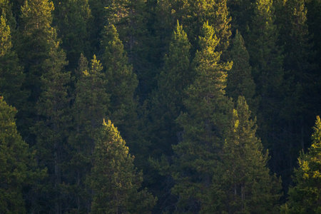 Pine Tree Hill Side Catches Morning Light