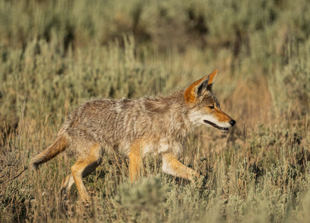 Profile Of Coyote Concentrating On Something In The Distance in Yellowstone National Parkの写真素材
