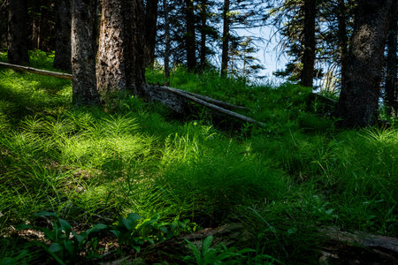 Patches of Light Hit The Dark Forest Floor