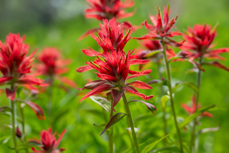 Red Paintbrush Blooms Fill The Frame while blooming in Yellowstone National Parkの写真素材