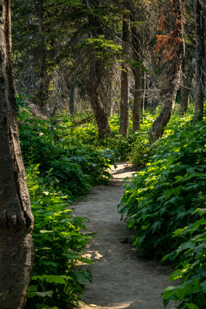 Tall Thimbleberry Bushes Flank Wide Trail In Glacier National Park