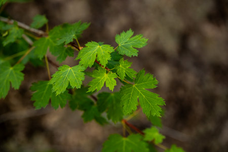 Bright Green Maple Leaves Growing In Summer