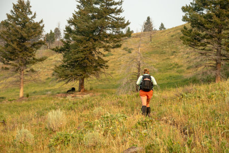 Hiker Climbs Hill While A Bison Rests Under Distant Tree in Yellowstone National Park