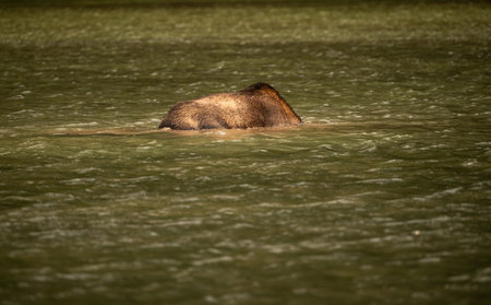 Spine of Moose Dunking Its Head Under Water to Feed on Fishercap Lakeの写真素材
