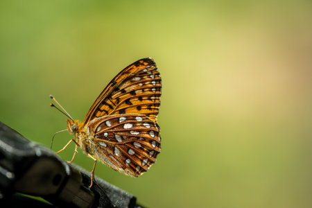Small Butterfly Rests On Backpack With Copy Space to rightの写真素材