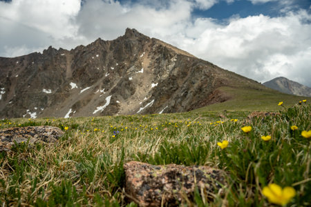 Alpine Meadow in front of Fairchild Mountain in Rocky Mountain National Parkの写真素材
