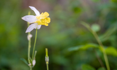 Yellow And White Columbine Bloom With Copy Space to Rightの写真素材