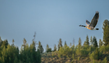 Canada Goose Flies With Wings Spread Wide Open in Grand Teton National Parkの写真素材