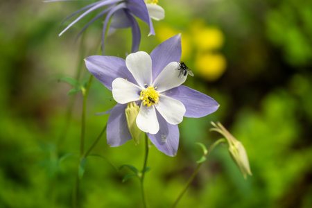 Flys Rest On Blooming Columbine Flower in Colorado Mountainsの写真素材
