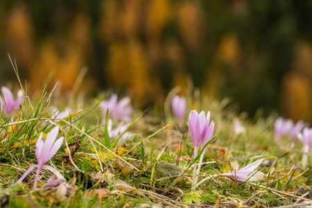 Field Of Autumn Crocus Bloom Pink With Orange Larch In The Distance in the Swiss alps